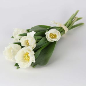 Tulpen Weiß