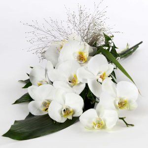 Orchidee Weiß